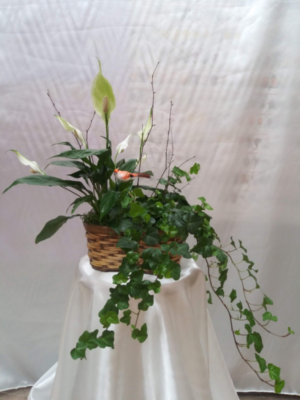 Flower #53462