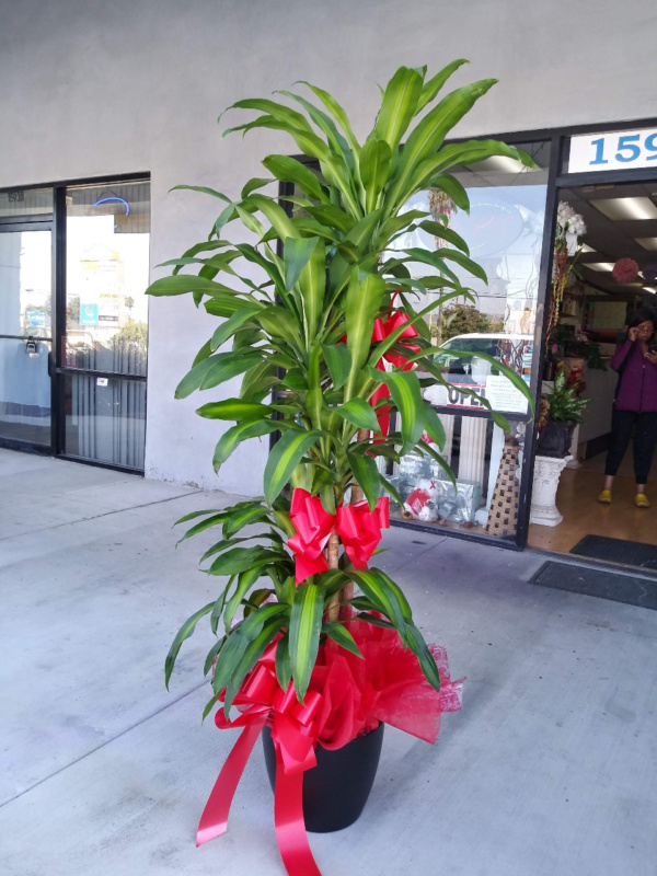 Flower #53461