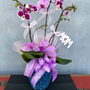 orchids#102